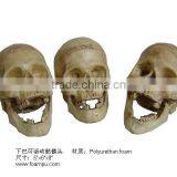 Exquisite Fake Skeleton thumbnail-1