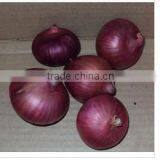Fresh Onion From Pakistan ( Naqshbandi Enterprises ) thumbnail-1