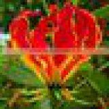 Gloriosa Superba Seeds Herbal - Treatment for Itching thumbnail-5