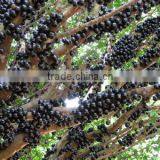 Jaboticaba Seeds Jabuticaba Guapuru Hivapuru Sabara Ybapuru Brazilian Grape Tree Seeds For Growing thumbnail-3
