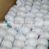 Fresh Indonesian White Garlic & Import China Pure Garlic, White Garlic, Ginger & Carrot thumbnail-3