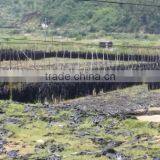 Hot Sale Dried Kelp Strip,raw Seaweed,bulk Kelp thumbnail-5