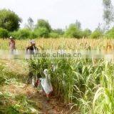 2015 Hot Sale Reaper Binder Machine thumbnail-5