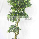 Office Decorative Green Plants thumbnail-4