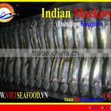 FROZEN W/R INDIAN MACKEREL thumbnail-1