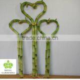 Lucky Bamboo ( Dracaena Sanderiana) Heart Arrangement thumbnail-1