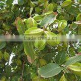 Terminalia Ballerica Extract thumbnail-4