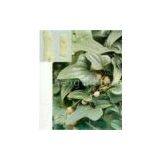 Wild Yam Extract(rossonl@huacheng-biotech.com)