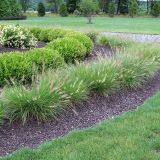 Olive Green Landscaping Perennial Ornamental Grasses Decoration Lime Green