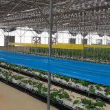 Yellow Insect Sticky Trap pp Glue Trap Roll Fly Glue Trap Roll With Cheap Price thumbnail-5