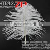 ZPDECOR Wholesale Exporting Selected Prime Quality From 12'' to 14'' White Ostrich Feather for Sale thumbnail-2