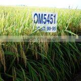 Vietnamese White Soft Rice 5% Broken (OM 5451 Rice) thumbnail-2