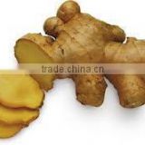 Ginger Vietnam