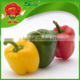 High Quality Yellow Bell Pepper Colorful Pepper on Sale thumbnail-2