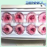 Preserved Austin Rose Heads in Two Tone Pink 8 per Box Approximately 4.5cm thumbnail-2