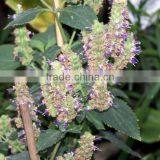 Medical Uses of Patchouli Essential Oil thumbnail-2