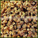 Celery Seed Oil thumbnail-1