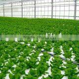 Hydroponic Growing Greenhouse thumbnail-6