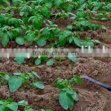 16mm PE Pipe for Drip Irrigation ,Plastic Irrigation Pipe, Agricultural Irrigation Pipe thumbnail-4