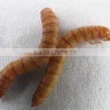 High Protein Dried 2.8cm Mealworm Chicken Feed, Mealworm Organic Fish Feed thumbnail-5