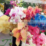 Decorative Real Touch Artificial Orchid Flower in Factory Price thumbnail-1