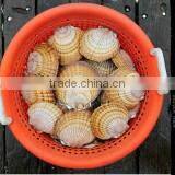 Live Pacific Scallop thumbnail-2
