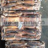 Health Food Frozen Illex Squid With High Nutritious Value thumbnail-3