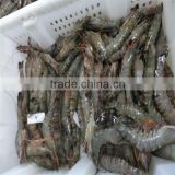raw fresh headless white tiger shrimp