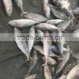 Frozen Bonito Tuna 750g up for Sale thumbnail-2