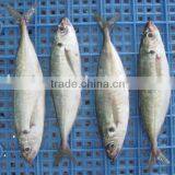 Frozen Horse Mackerel thumbnail-5