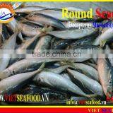 FROZEN MARUADSI WHOLE ROUND (ROUND SCAD) thumbnail-1