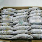 Frozen Pacific Horse Mackerel 25+ on Sale thumbnail-1