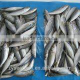Frozen Horse Mackerel China Supplier 140-160g thumbnail-1