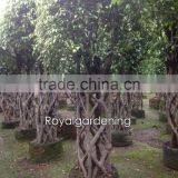 Ficus Benjamina Cage Shape (topiary Plant) thumbnail-1