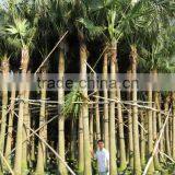 Livistona Chinensis (Chinese Fan Palm) thumbnail-1