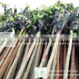 Ficus Religiosa Landscaping Project Trees thumbnail-1