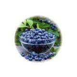 Blueberry Extract Powder thumbnail-1
