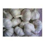 Organic Fresh Normal White Garlic Liliaceous Vegetable , 20kg / Mesh Bag