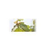 Magnolia Extract Powder thumbnail-1
