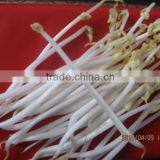 Factory Supply Automatic Bean Sprout Growing Machine for Sale thumbnail-3