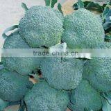 Fresh Broccoli/green Broccoli for Export thumbnail-6