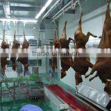 Cattle Bloodletting Automatic Line