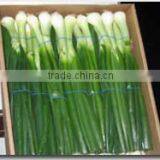 Fresh spring onion