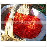 Free sample frozen goji berries seed goji berry price