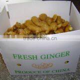 Organic Fresh Ginger thumbnail-4