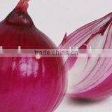 Leading Wholesale Professional Red Onion in Hot Sale