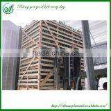 Indoor Dragon Tongue Plant thumbnail-6