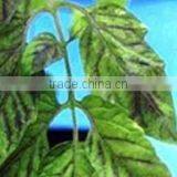 2016 Hot Selling Humic Acid Powder Price thumbnail-1