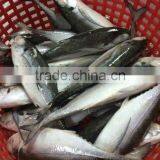 HORSE MACKEREL/ HARDTAIL SCAD/ HARD TAIL SCAD thumbnail-2