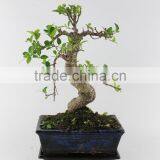 Ficus 20cm Art thumbnail-1